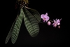Phalaenopsis schilleriana