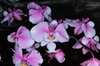 Phalaenopsis schilleriana