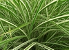 Phalaris arundinacea 'Picta'