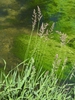 Form