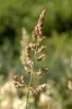 Form