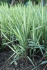 Form