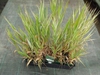 Phalaris arundinacea 'Picta'