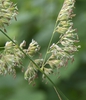 Stem
