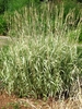 Form