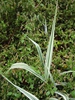 Form