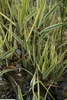 Form