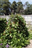 Mature plant in bloom