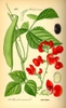 Botanical Illustration