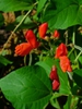 Flower and Leaves