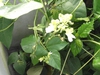 Flowers and Leaves
