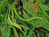 beans