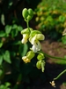 Phaseolus vulgaris