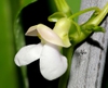 close up of flower