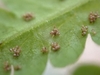 sori of Phegopteris hexagonoptera without indusia