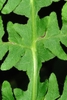 Wing stem