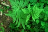 View of fronds from above