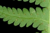 Underside of frond with reddish sori