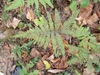 Deciduous leaves of Phegopteris hexagonoptera turning brown