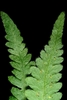 Frond underside with hairs