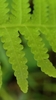 immature green sori of Phegopteris hexagonoptera