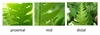 sterile frond of Phegopteris hexagonoptera without sori