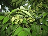 Flower and Leaves
