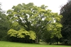 Form