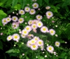 leaves and flowers