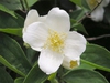 Philadelphus coronarius
