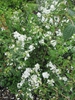 Philadelphus x virginalis