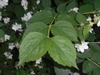 Close up of leaves