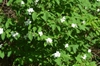Form