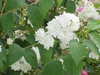 Flower, stem