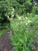 Philadelphus x lemoinei