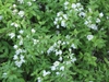 Form