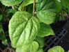 Leaf closeup
