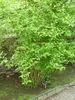 Form