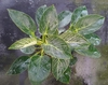 Large leaves with white pinstriped veins