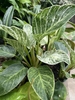 Ovate leaves with fine yellow veins