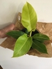 Plant with lime green leaves.