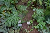Thaumatophyllum bipinnatifidum