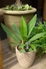 Foliage plant with sword-shaped leaves in decorative pot.