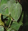Stem and Leaves