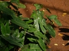Green foliage of arrowhead-shaped leaves.