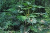 Form