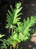 Pinnatifid leaf