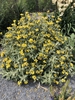 Phlomis fruticosa