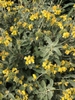 Phlomis fruticosa