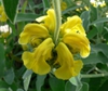 Close up of flower and stem